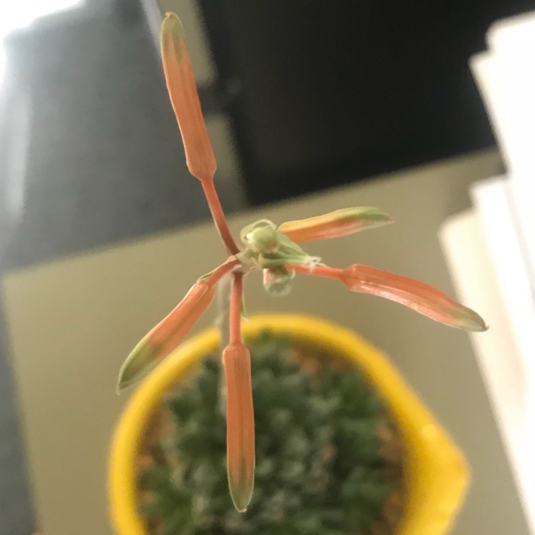 plant image 812388 plant image 812388