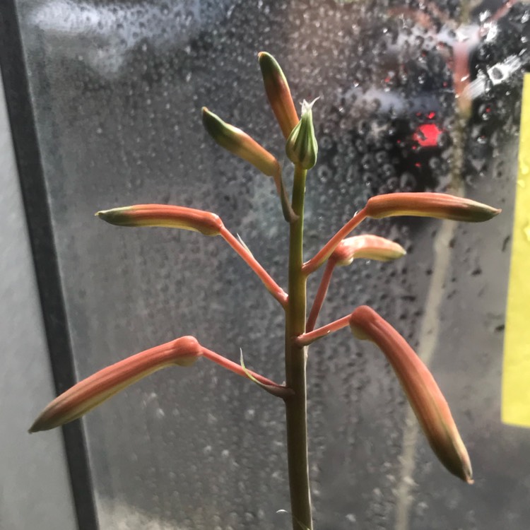 plant image 814216 plant image 814216