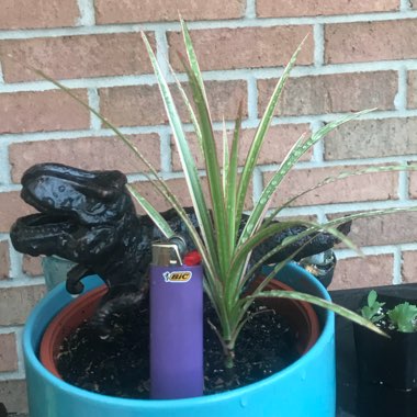 Dracaena marginata 'Tricolour'