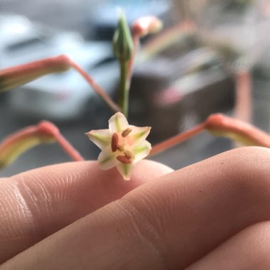 Aristaloe Aristata (formerly Aloe Aristata)