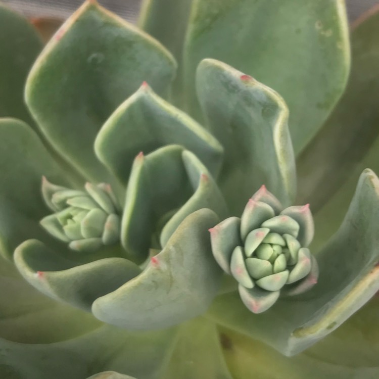 plant image 818913 plant image 818913
