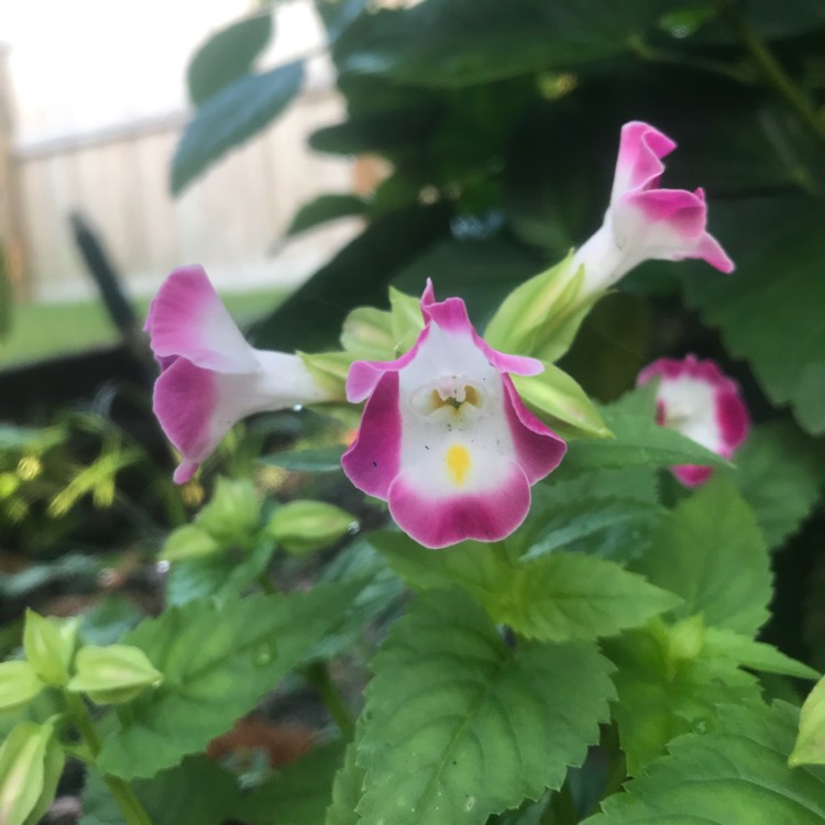 plant image 822283