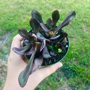 Echeveria Nodulosa