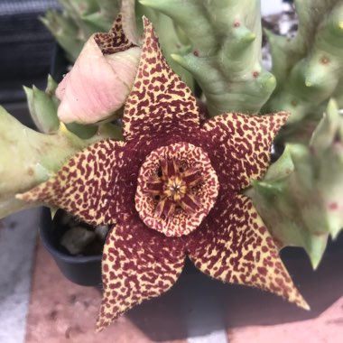 Orbea variegata