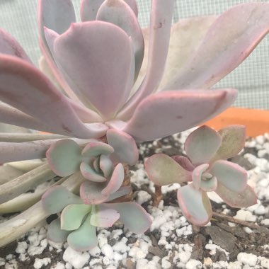 xGraptoveria Debbi