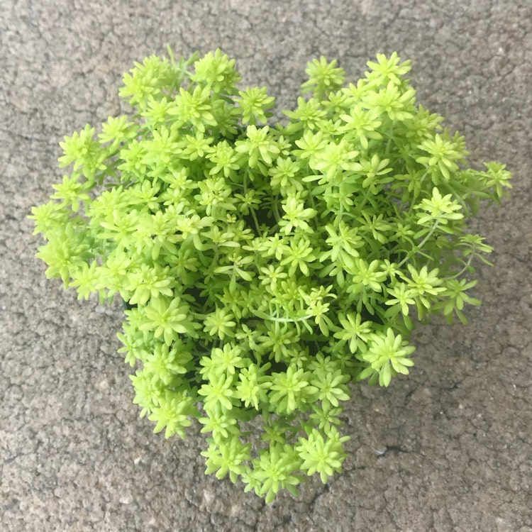 plant image 833478 plant image 833478