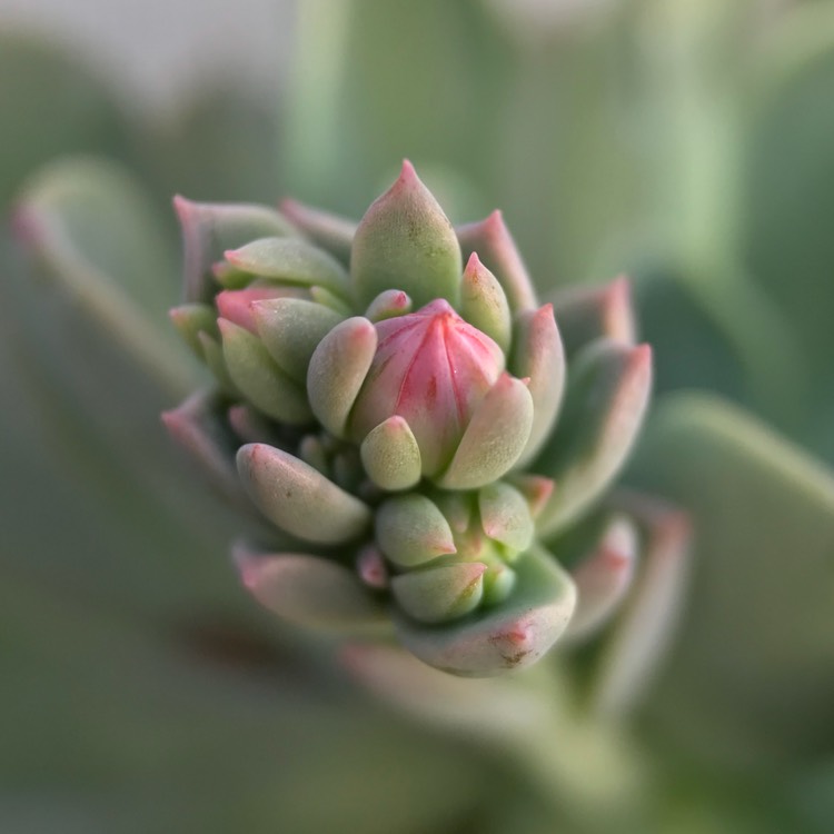 plant image 840261 plant image 840261
