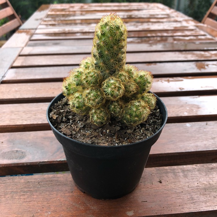 Plant image Mammillaria elongata 'Pink Nymph'