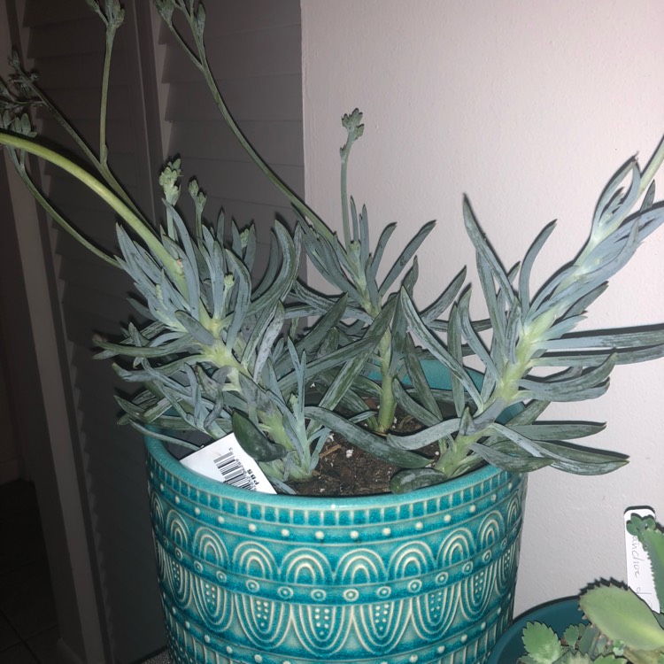 Plant image Senecio mandraliscae