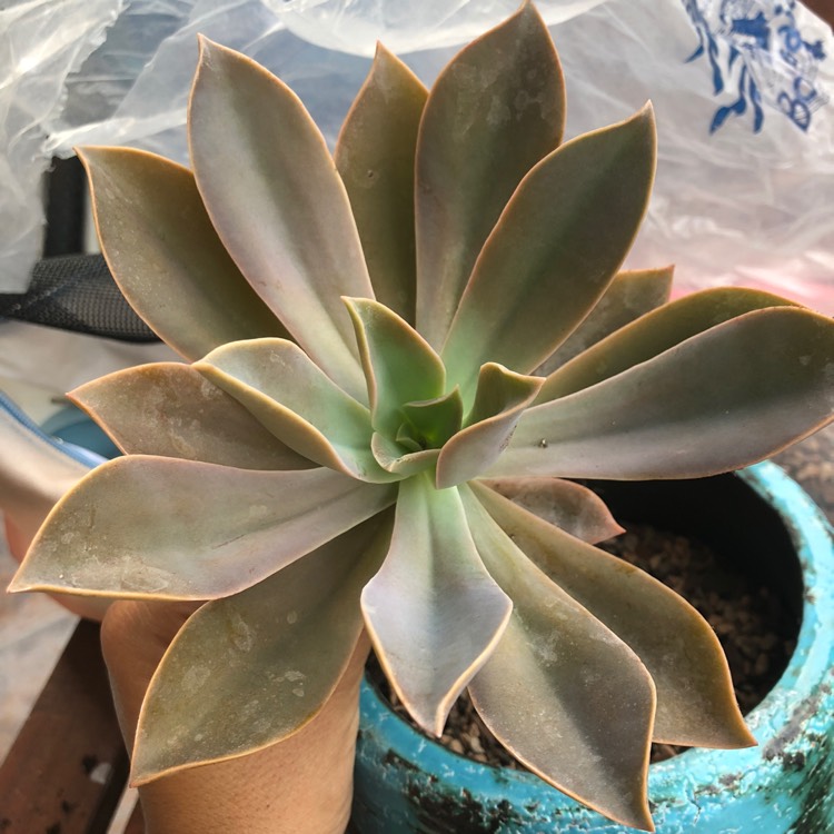 Plant image xGraptoveria Bainsii