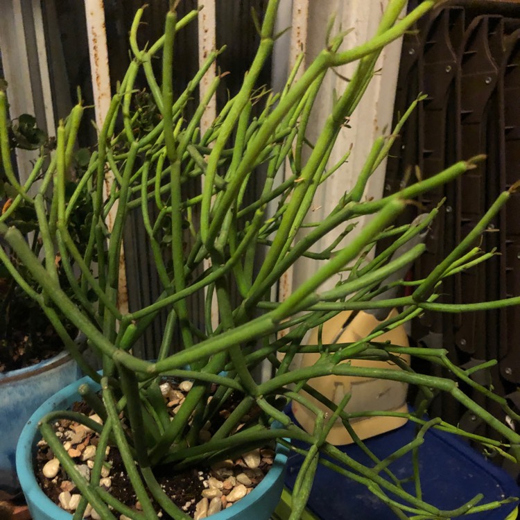 plant image 891128