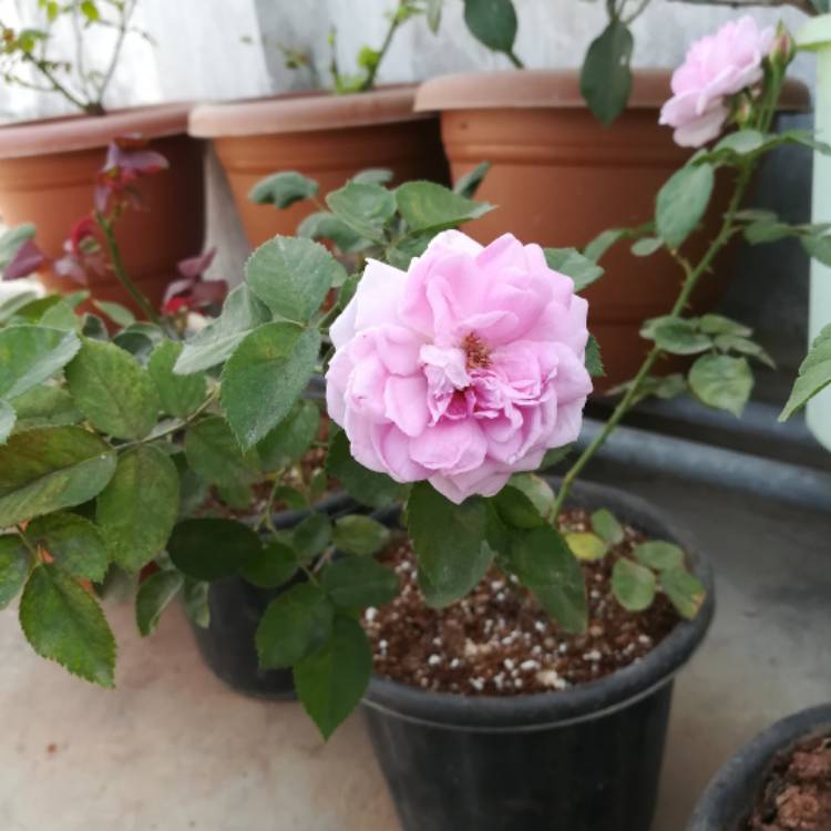 Plant image Rosa x damascena