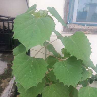 Oge's garden