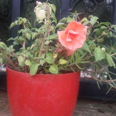 Busy Lizzie 'Peach Swirl'