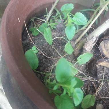 Oge's garden