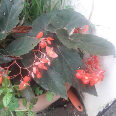 Cane Stemmed Begonia