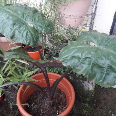Oge's garden