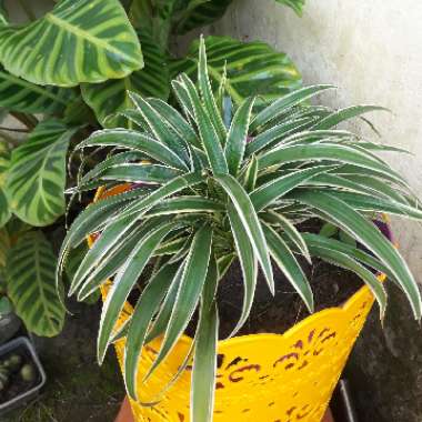 Spider Plant 'Picturatum'