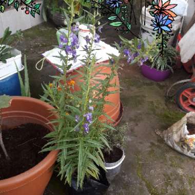 Lavender 'Ashdown Forest'