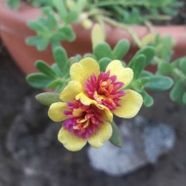Oge's garden
