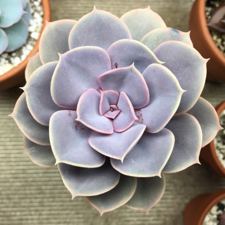 plant image 1004002