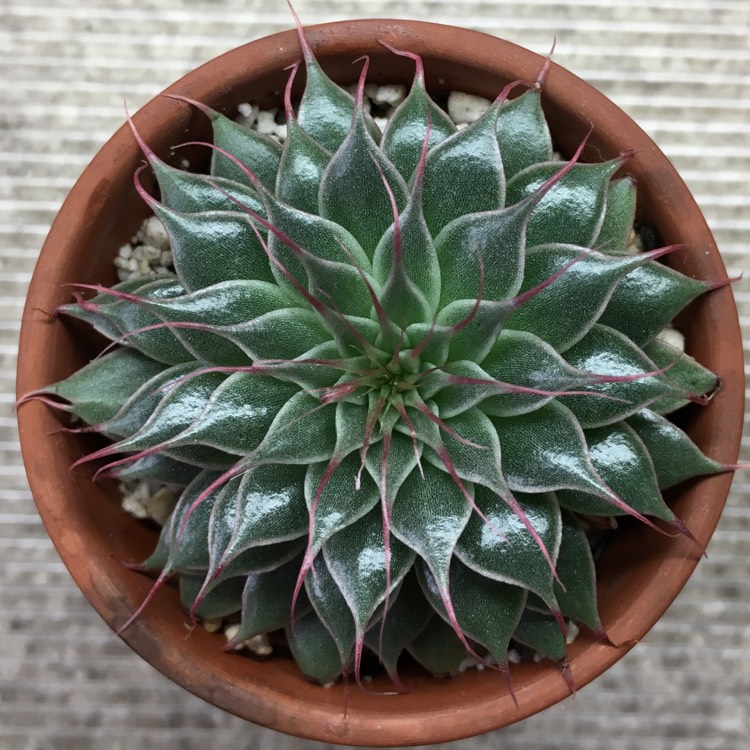 plant image 1004003