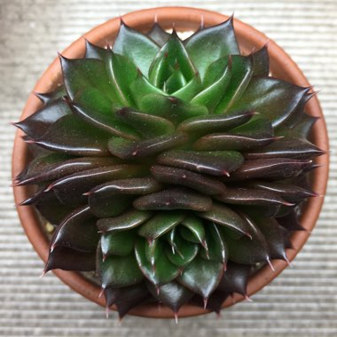 Echeveria 'Black Prince'