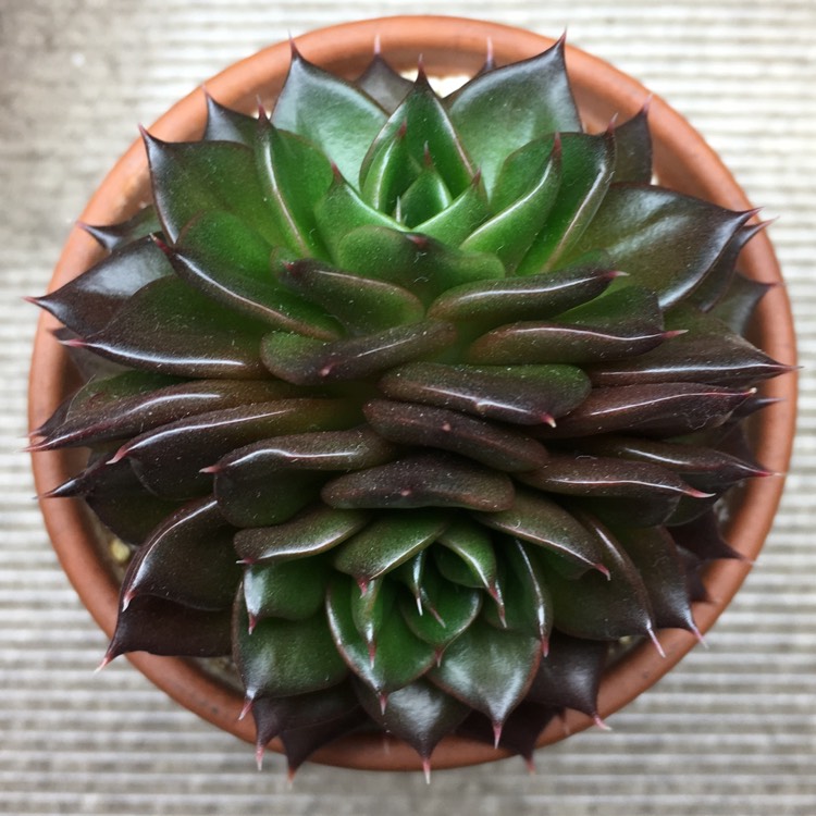 plant image 1012958 plant image 1012958