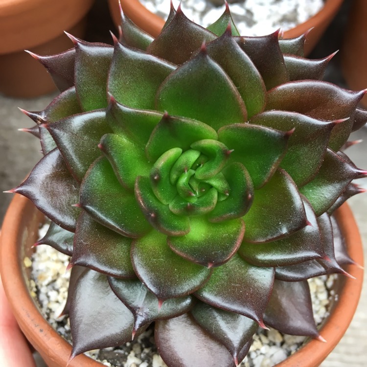 plant image 1012966 plant image 1012966