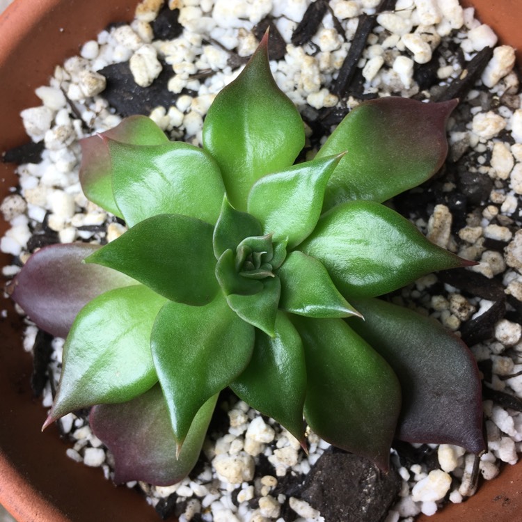 plant image 658910 plant image 658910