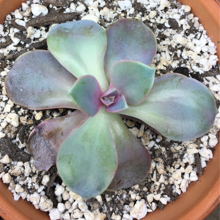 plant image 658931