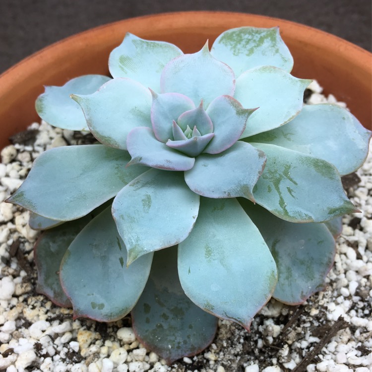 plant image 658935 plant image 658935