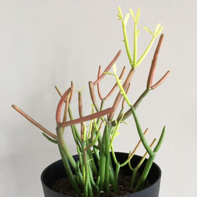 plant image 658939