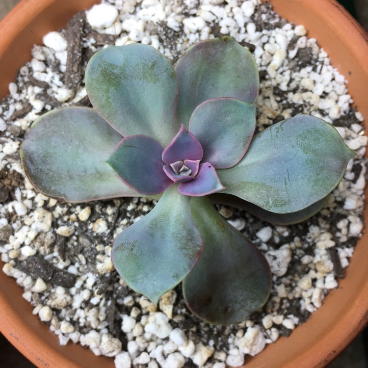 plant image 665962