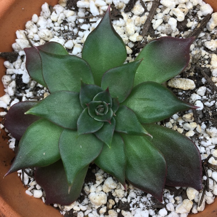 plant image 665969 plant image 665969