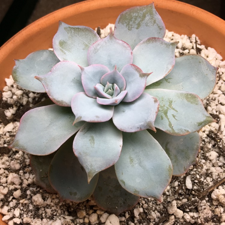 plant image 665973 plant image 665973