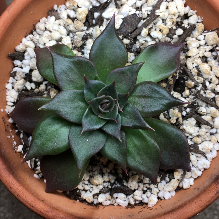 plant image 672755 plant image 672755