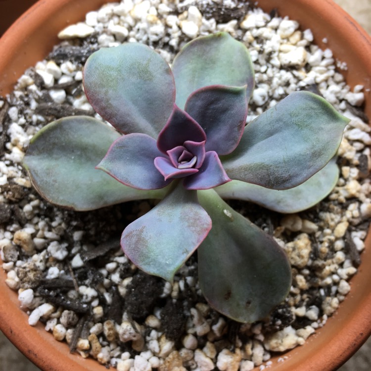 plant image 672757