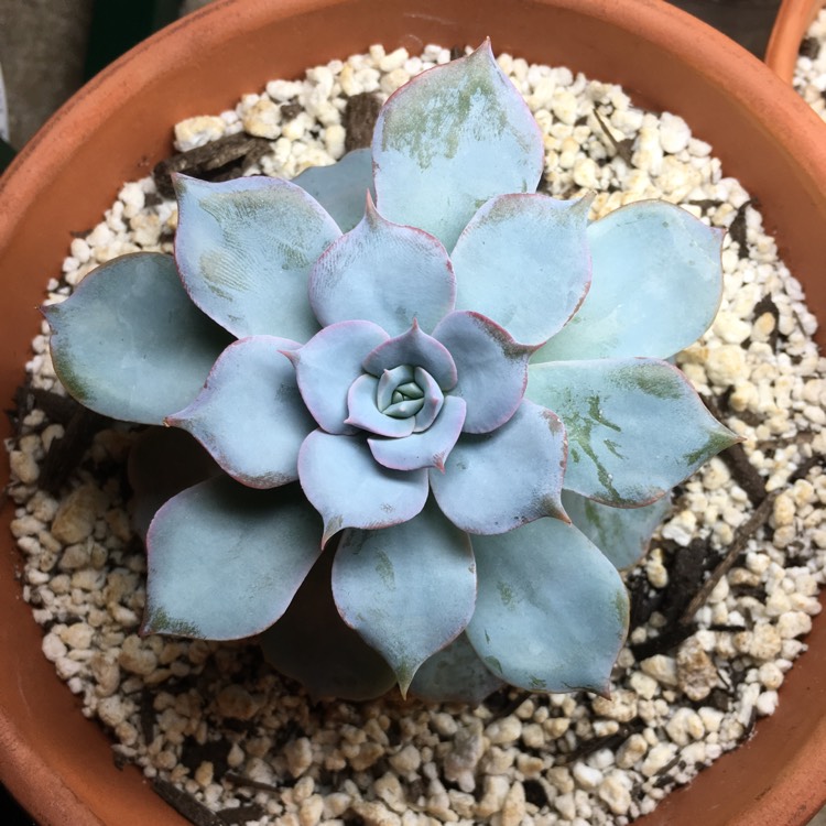 plant image 672758 plant image 672758
