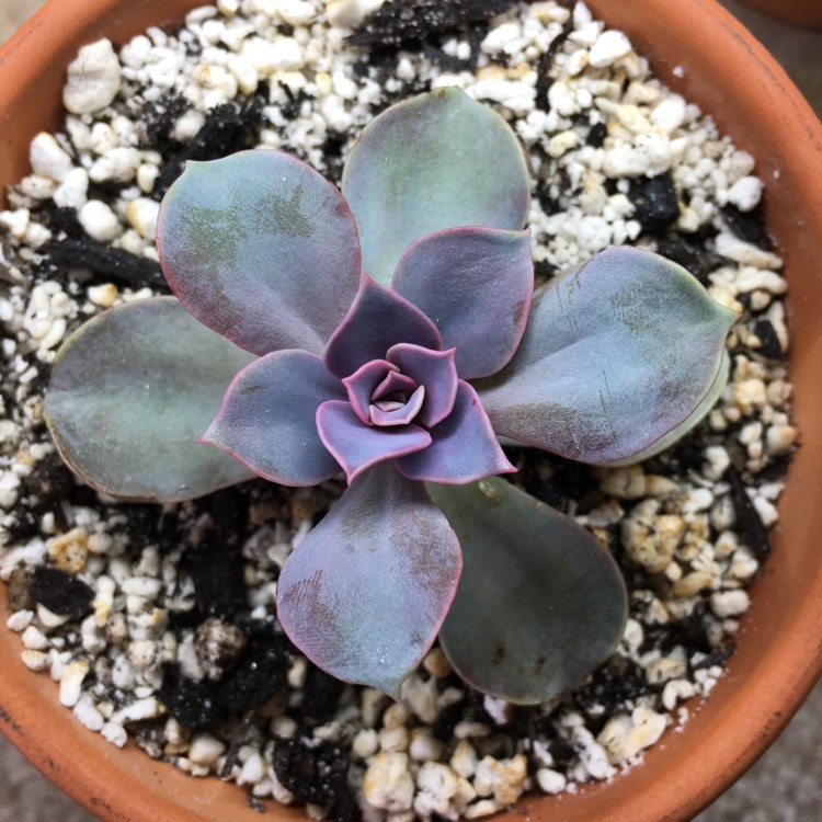 plant image 676564
