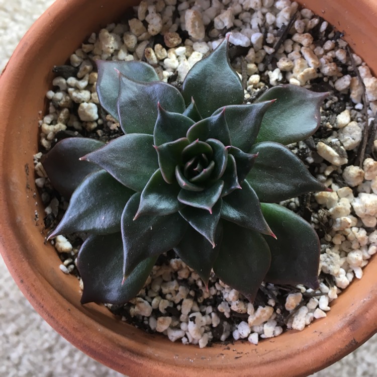 plant image 684836 plant image 684836