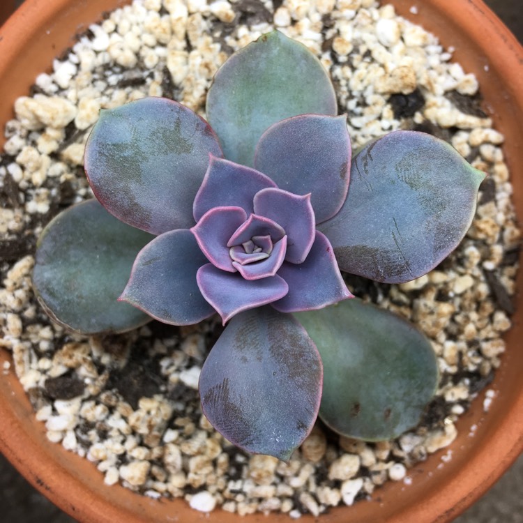 plant image 684839