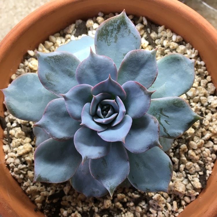 plant image 684845 plant image 684845