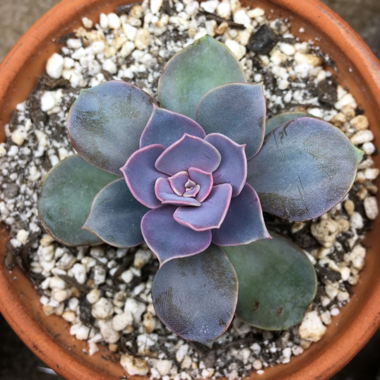 plant image 696685
