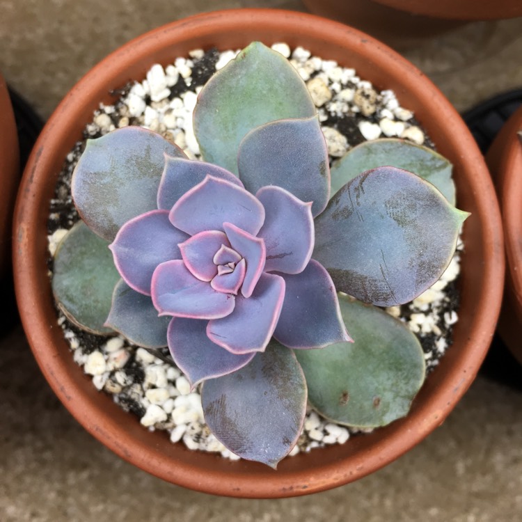 plant image 707748