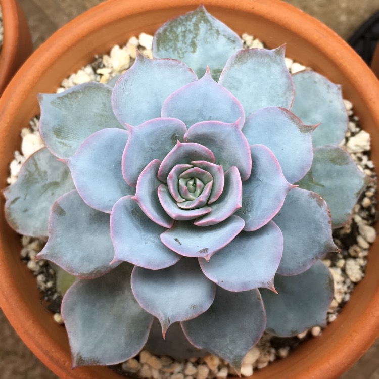plant image 711885 plant image 711885