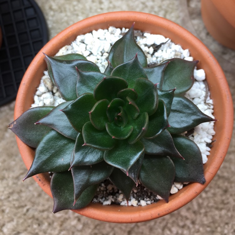 plant image 711887 plant image 711887