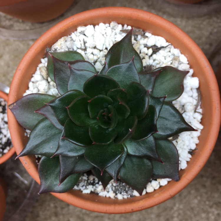 plant image 723609 plant image 723609