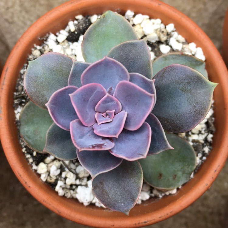 plant image 723618