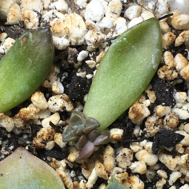 plant image 730443 plant image 730443